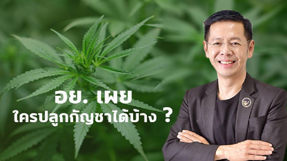 ไขข้อสงสัย ใครปลูก 'กัญชา' ได้บ้าง ภายใต้เงื่อนไข ไม่เอื้อนายทุน