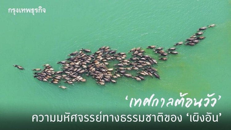 ‘เทศกาลต้อนวัว’ ความมหัศจรรย์ทางธรรมชาติของ ‘เผิงอัน’