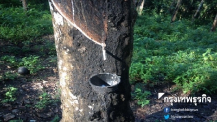 วว.รุกพัฒนา 'วัสดุดูดซับจากยางพารานาโนเทคโนโลยี' ขจัดน้ำมันปนเปื้อน