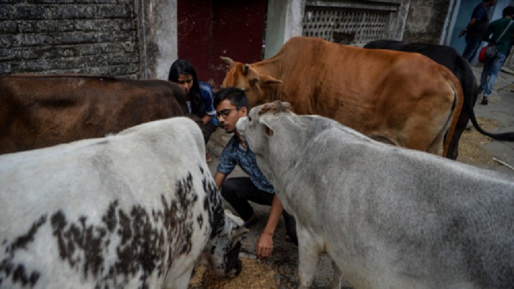 หมออินเดียเตือนอาบ‘มูลวัว’ป้องโควิด‘ยิ่งแพร่โรค’ 