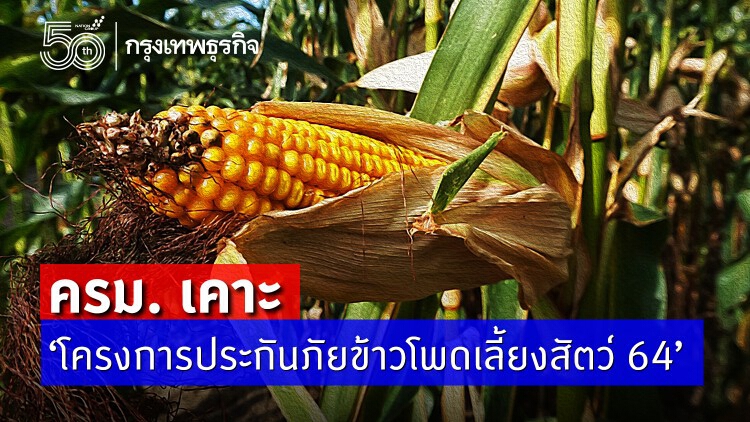 ครม.อนุมัติ 'ประกันภัยข้าวโพดเลี้ยงสัตว์ 64'