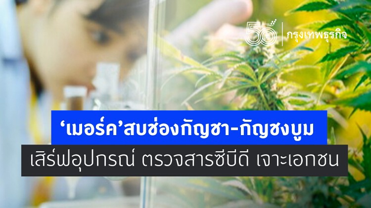 เมอร์ค สบช่องกัญชา-กัญชงบูม  เสิร์ฟอุปกรณ์ ตรวจสารซีบีดี เจาะเอกชน