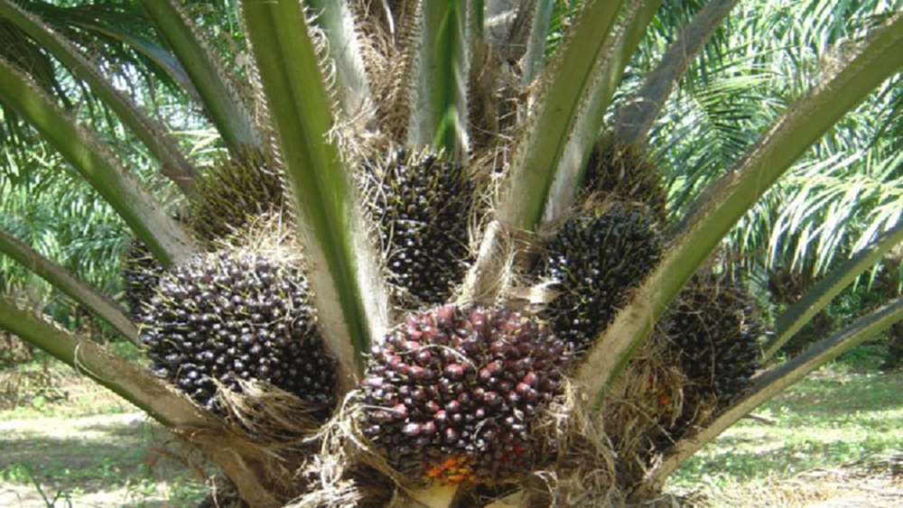 เกษตรกร “ปาล์ม” ร้องประวิตร   เบรกส่งออกเหตุสต็อกต่ำเกณฑ์