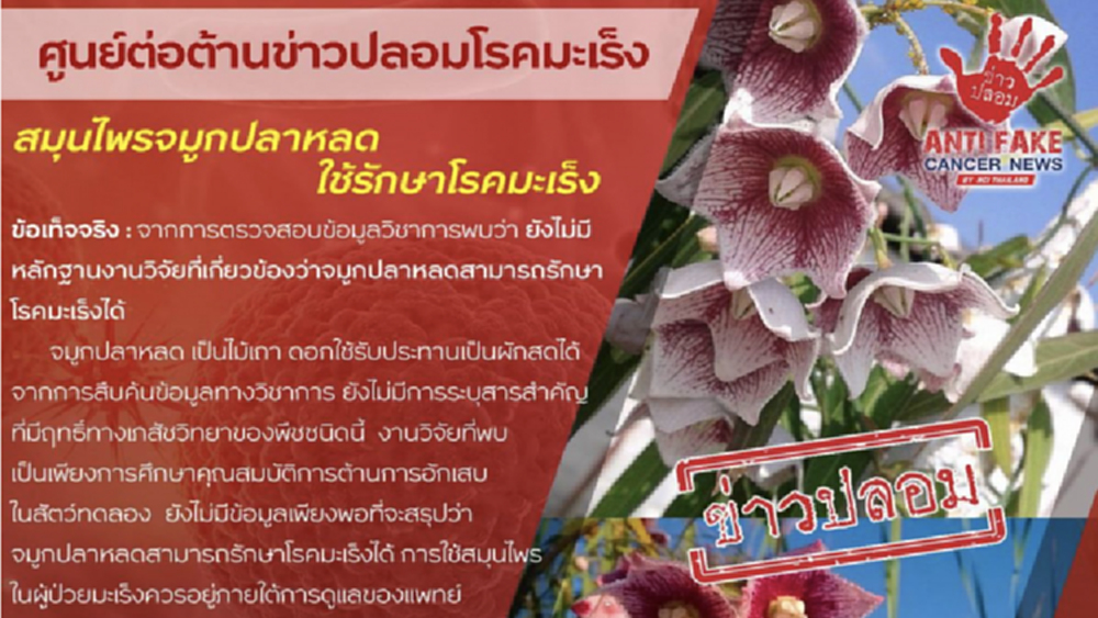 ข่าวปลอม 'สมุนไพรจมูกปลาหลด' ใช้รักษาโรคมะเร็ง