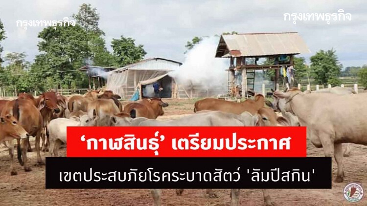 ‘กาฬสินธุ์’ เตรียมประกาศเขตประสบภัยโรคระบาดสัตว์ 'ลัมปีสกิน'