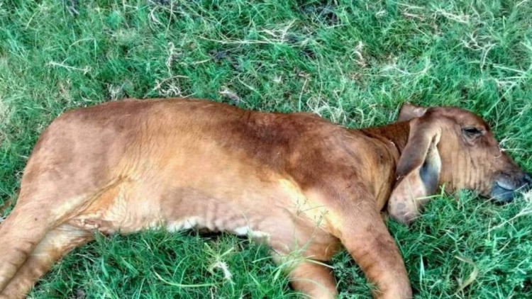 ไทยสร้างไทยจี้รัฐ สกัดลัมปีสกินระบาด