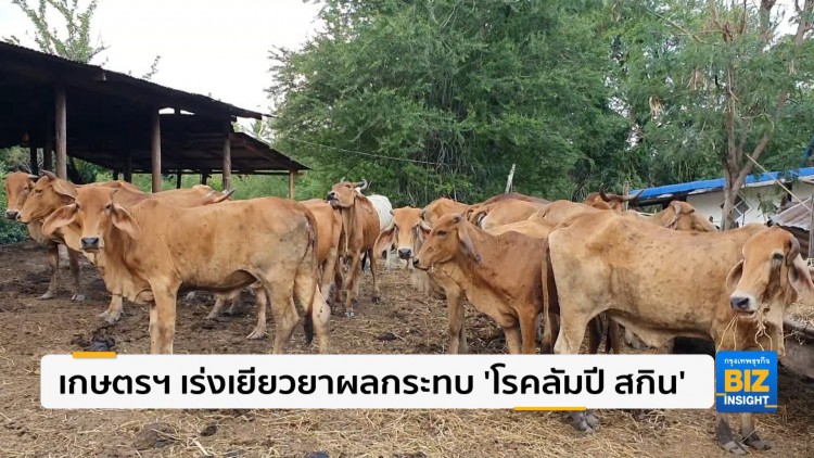 เกษตรฯ เร่งเยียวยาผลกระทบ ‘โรคลัมปี สกิน’