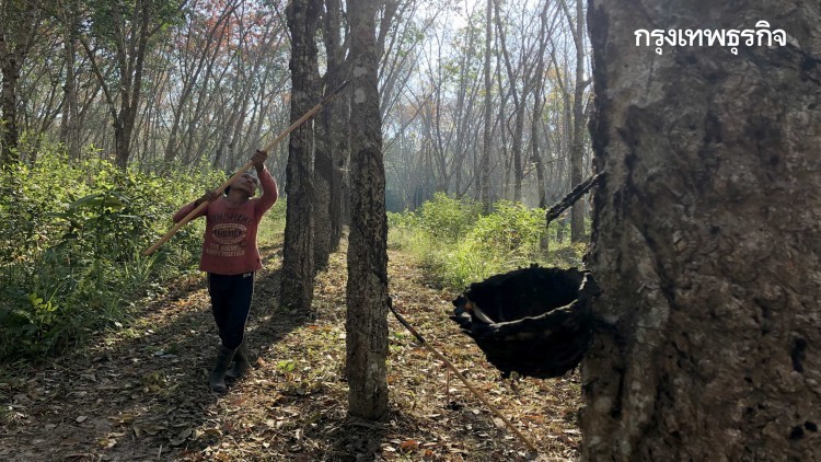 กยท. เปิดโครงการชะลอการขายยางฯ ระยะ 2 เริ่มเดือน มิ.ย.-ก.ย.64 ทั่วประเทศ