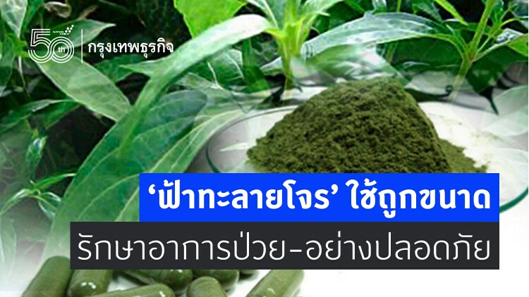 เปิดวิธีใช้ 'ฟ้าทะลายโจร' กินอย่างไรให้ปลอดภัย 