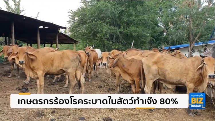 เกษตรกรร้องโรคระบาดในสัตว์ทำเจ๊ง 80%