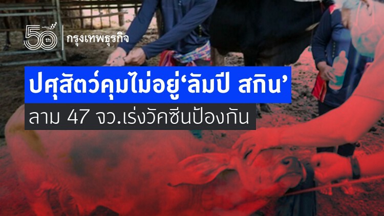 'กรมปศุสัตว์' คุม 'ลัมปี สกิน' ไม่อยู่ ลามกว่า 47 จังหวัด เร่งนำเข้าวัคซีน