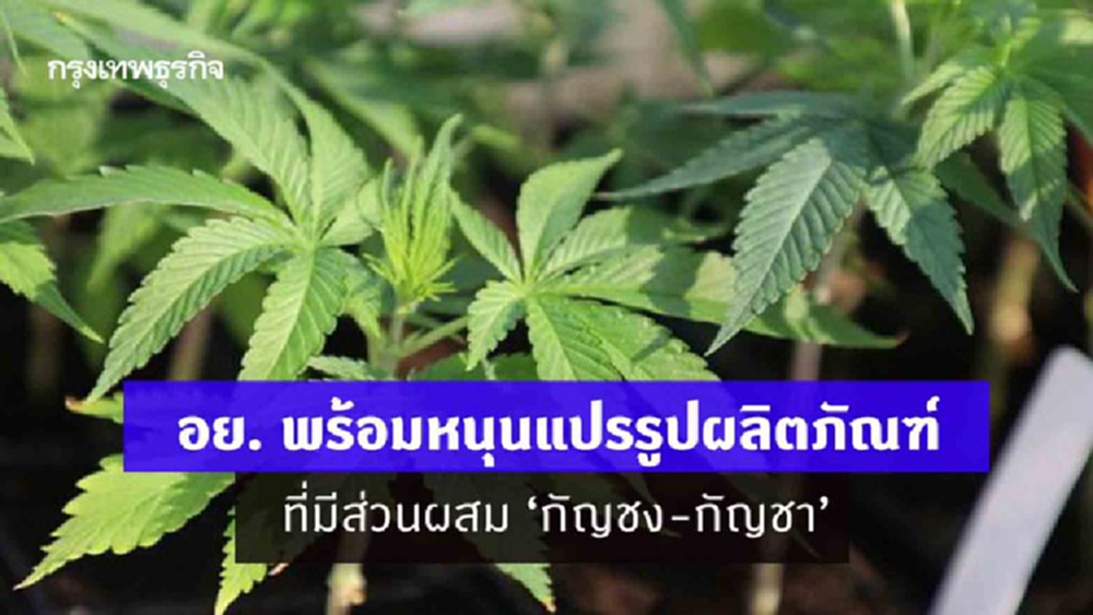 อย. พร้อมหนุนแปรรูปผลิตภัณฑ์ที่มีส่วนผสม ‘กัญชง-กัญชา’