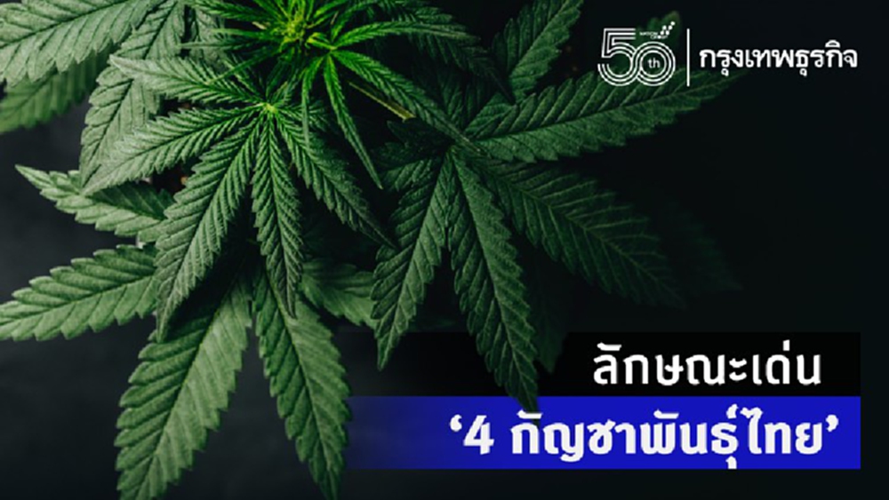 สธ.เผยลักษณะเด่น 4 กัญชาพันธุ์ไทย