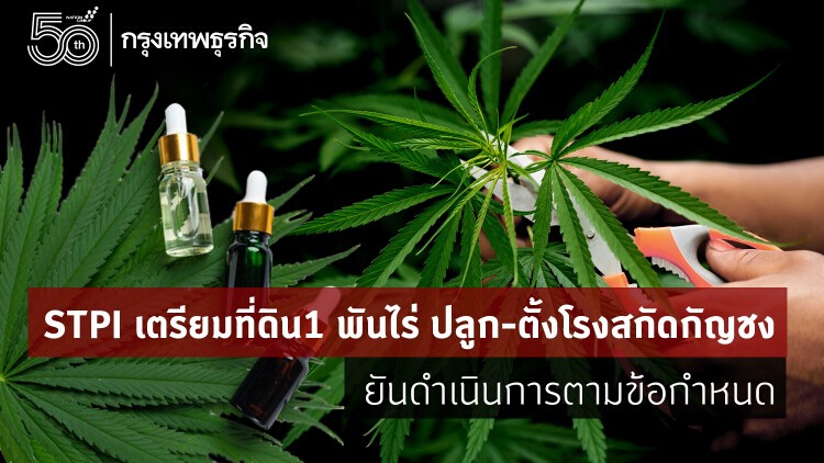 STPI เตรียมที่ดิน1พันไร่ ปลูก-ตั้งโรงสกัดกัญชง ยันดำเนินการตามข้อกำหนด