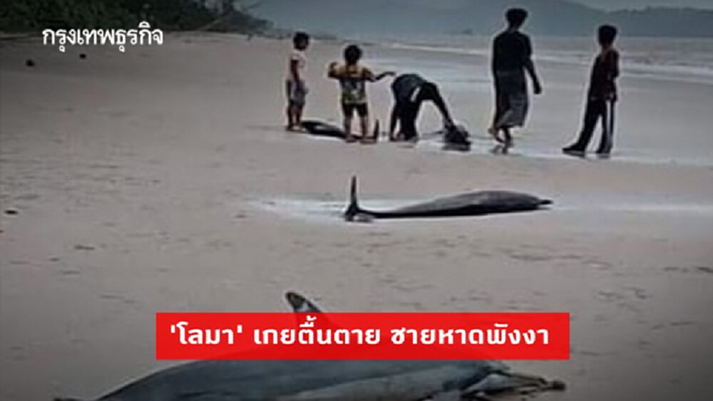 สลด! 'โลมา' เกยตื้นตาย 8 ตัว ชายหาดพังงา