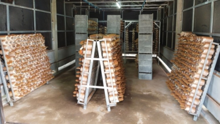 วช.ดันวิจัย มทร.ศรีวิชัย พัฒนา 'โรงเพาะเห็ด' ด้วยเทคโนโลยีสมาร์ทฟาร์ม