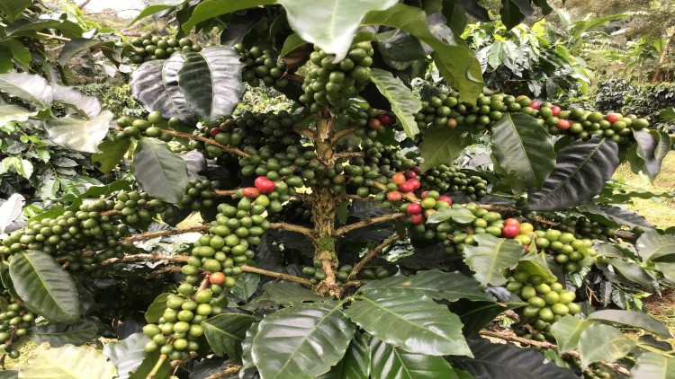  ‘ปตท.-โออาร์’ ผนึกโครงการหลวง ต่อยอดปลูกกาแฟ จ.ตาก