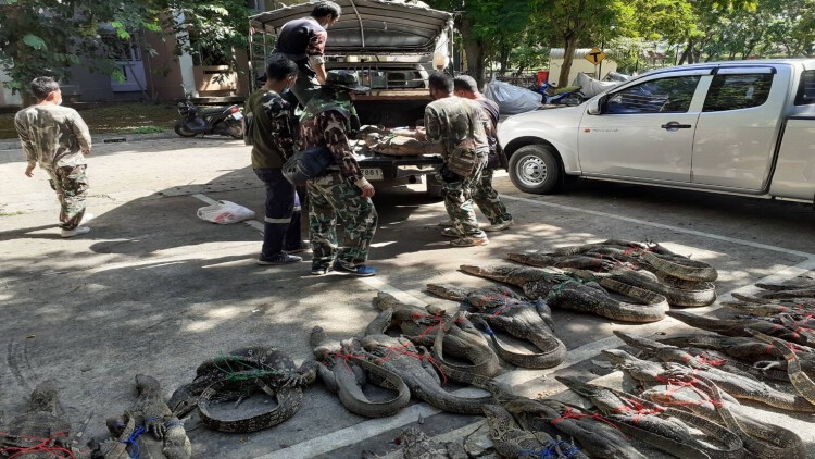 จับ 'เหี้ย' กว่า 50 ตัว กรมอุทยานฯ แก้ปัญหา 'สัตว์ป่าคุ้มครอง' ล้น มธ.-มสธ.