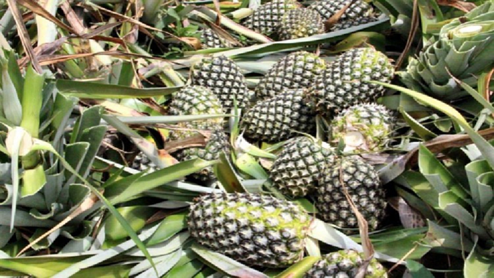 'จุรินทร์' สั่งเซลล์แมนจังหวัดรับมือสับปะรดกระจุกตัวไตรมาส 4