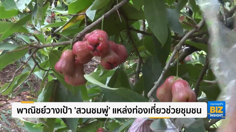 พาณิชย์วางเป้า 'สวนชมพู่' แหล่งท่องเที่ยวช่วยชุมชน