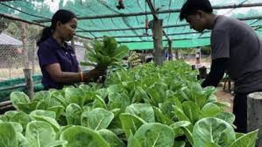 'สหกรณ์' ผุด3โครงการใหม่ ภายใต้ข้อตกลงค้าเสรีญี่ปุ่น