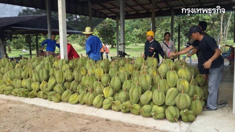 'กรมวิชาการเกษตร'เผย จีนไฟเขียวสวน ล้งผลไม้ไทยสอบผ่าน ย้ำเข้มศัตรูพืช-เชื้อโควิด
