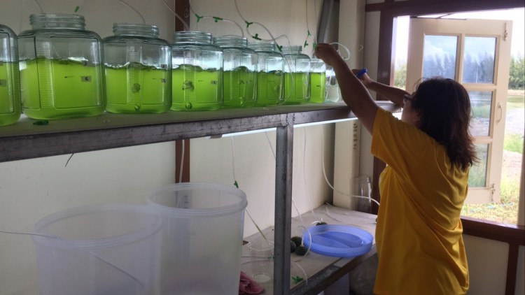 'วช.' หนุน ม.บูรพา เลี้ยงหอยแครงระบบปิดด้วยแพลงก์ตอนพืช!