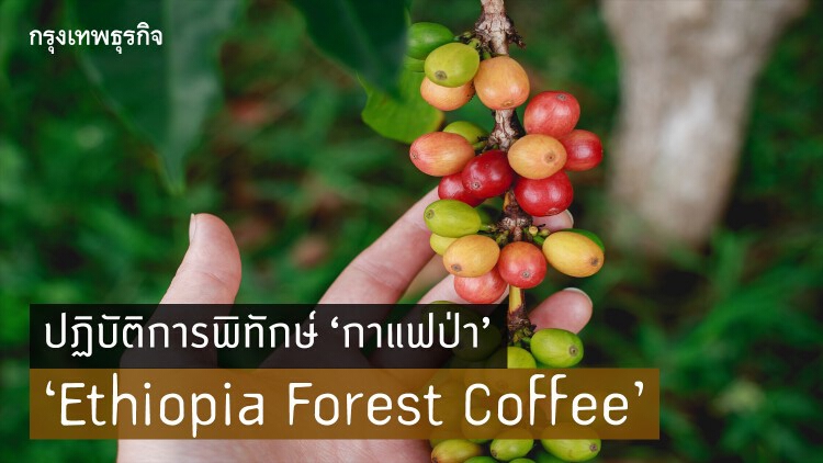 ‘Ethiopia Forest Coffee’ ปฏิบัติการพิทักษ์ ‘กาแฟป่า’