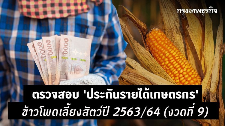 ตรวจสอบ 'ประกันรายได้เกษตรกร' ข้าวโพดเลี้ยงสัตว์ปี 2563/64 (งวดที่ 9)