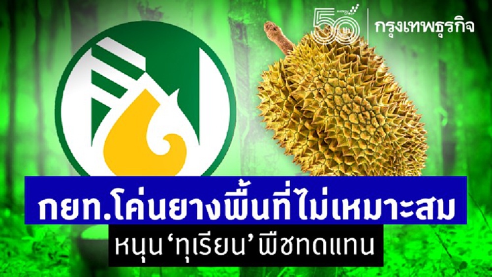 กยท.โค่นยางพท.ไม่เหมาะสม   หนุน“ทุเรียน”พืชทดแทน