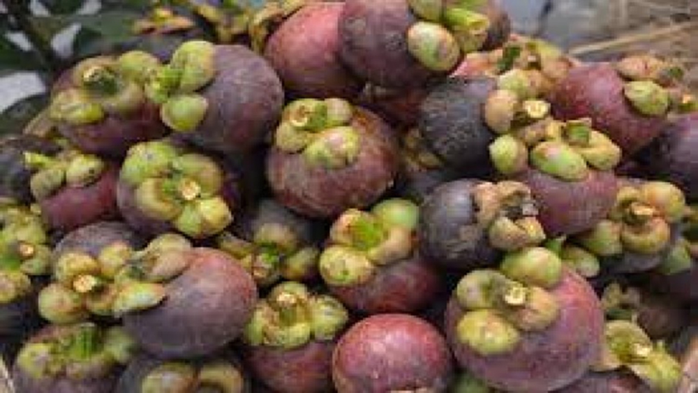 “จุรินทร์”สั่งลุยแก้ปัญหามังคุดใต้