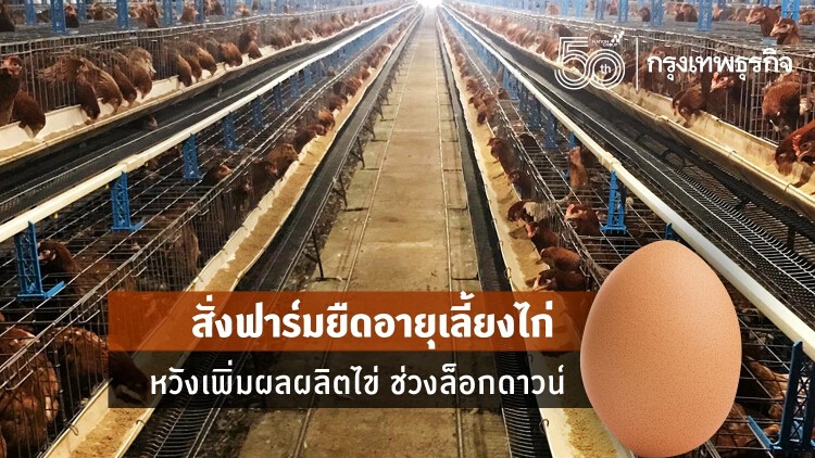 สั่งฟาร์มยืดอายุเลี้ยงไก่ หวังเพิ่มผลผลิตไข่อีกวันละ 2 ล้านฟอง ช่วงล็อกดาวน์