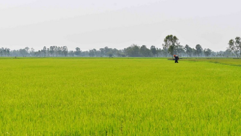 ชลประทานวอนชาวนาลุ่มเจ้าพระยา งดทำนาต่อเนื่อง เสี่ยงน้ำมีน้อย 