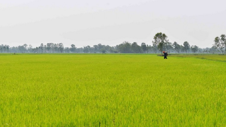 ชลประทานวอนชาวนาลุ่มเจ้าพระยา งดทำนาต่อเนื่อง เสี่ยงน้ำมีน้อย