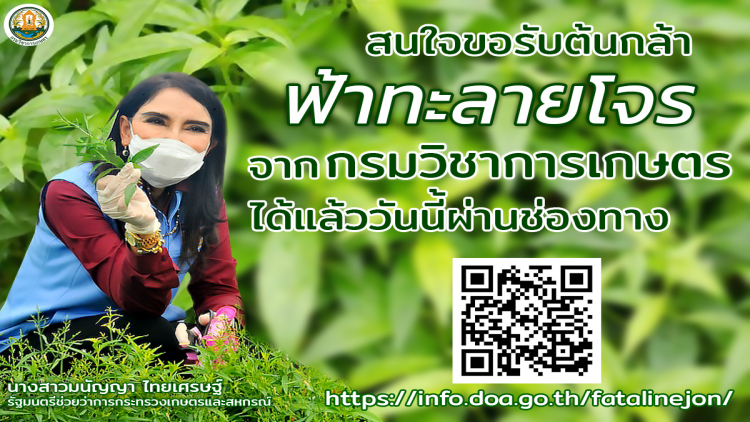 ดีเดย์ 7 สิงหาคมกรมวิชาการเกษตร  เปิดลงทะเบียนแจกฟรีต้นกล้าพันธุ์ฟ้าทะลายโจร 2 สายพันธุ์สารสำคัญสูง