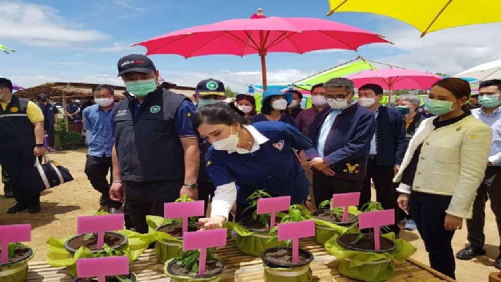 คิกออฟ หนุนเกษตรกรปลูกฟ้าทะลายโจรป้อนสาธารณสุข