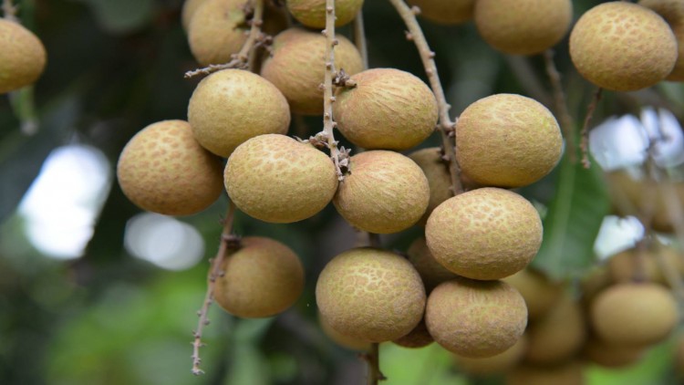 กรมวิชาการเกษตร เร่งหารือ 37ผู้ส่งออกลำไยภาคเหนือไปจีน