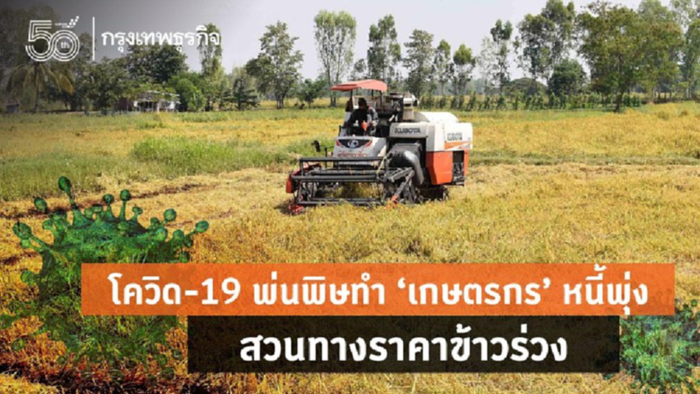 สศก.ชี้โควิดทำเกษตรกร หนี้พุ่ง-ราคาข้าวร่วง
