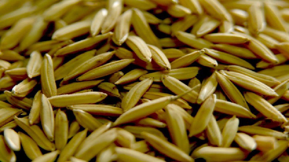 'กรมการข้าว' อัดงบ 1.6 พันล้าน ปรับสภาพเมล็ดพันธุ์ เป้าผลผลิต 1.2 แสนตันต่อปี