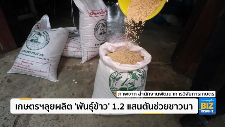 เกษตรฯลุยผลิต 'พันธุ์ข้าว' 1.2 แสนตันช่วยชาวนา