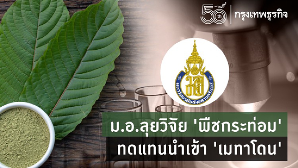 ม.อ.ลุยวิจัยพืชกระท่อม ทดแทนนำเข้า 'เมทาโดน'