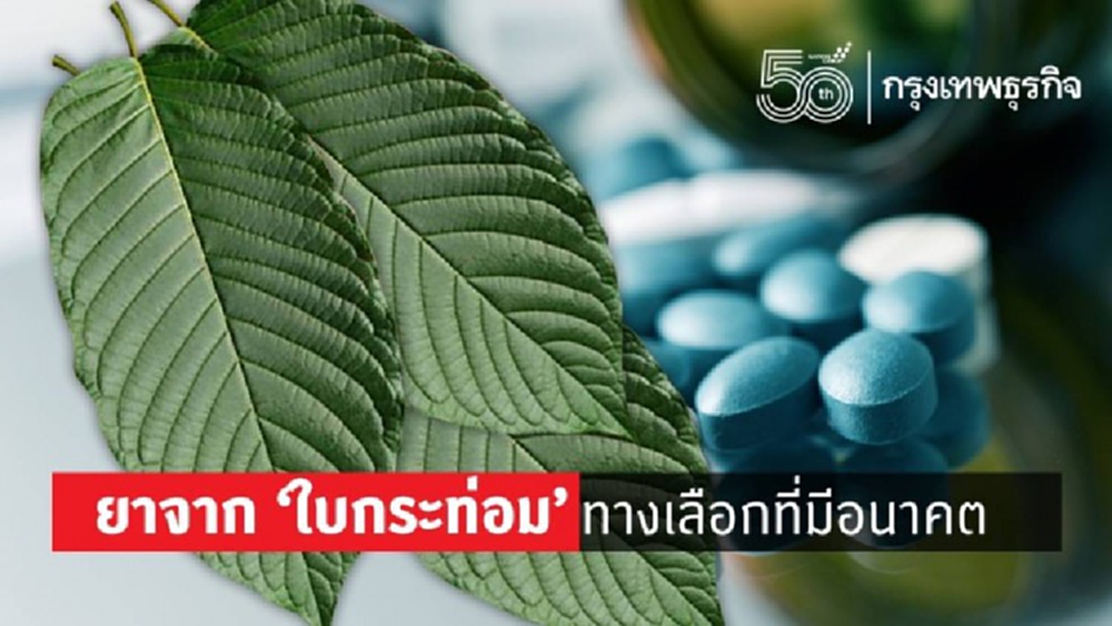 ยาจาก‘ใบกระท่อม’  ตัวแรกของไทย อนาคตที่รออยู่