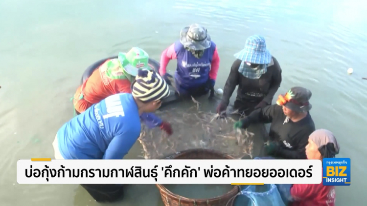 บ่อกุ้งก้ามกรามกาฬสินธุ์ ‘คึกคัก’ พ่อค้าทยอยออเดอร์