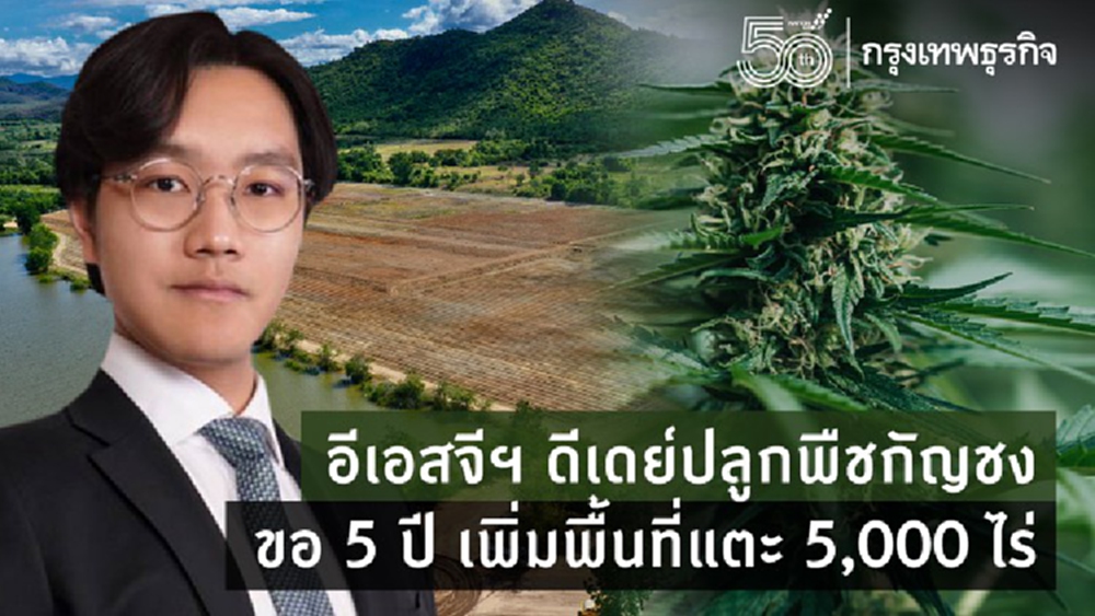อีเอสจีฯ ดีเดย์ปลูกพืชกัญชง ขอ 5 ปี เพิ่มพื้นที่แตะ 5,000 ไร่