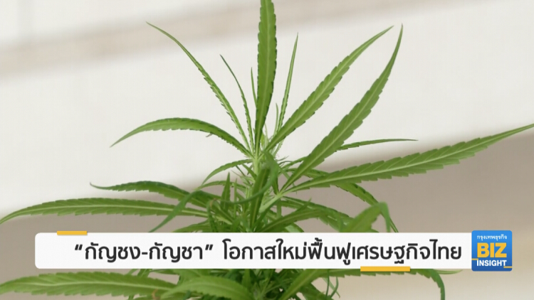 'กัญชง-กัญชา' โอกาสใหม่ฟื้นฟูเศรษฐกิจไทย