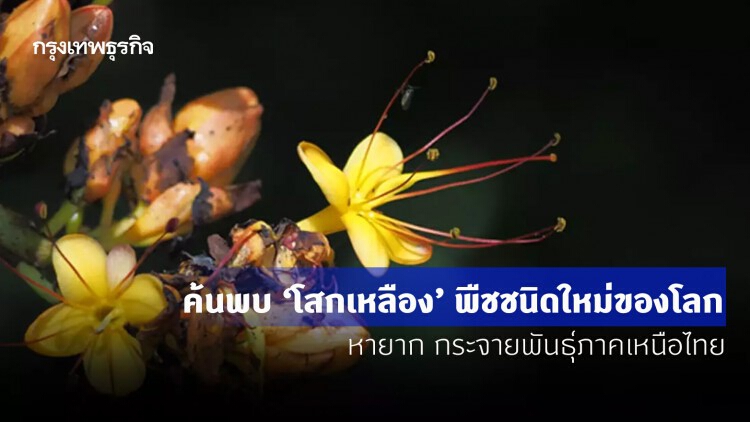 ค้นพบ ‘โสกเหลือง’ พืชชนิดใหม่ของโลก หายาก กระจายพันธุ์ภาคเหนือไทย