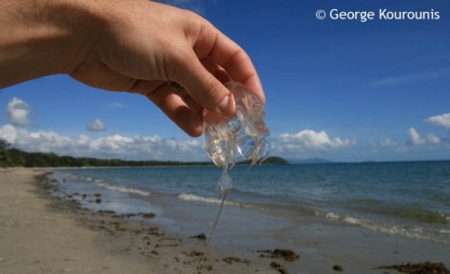 เตือนภัยอันตรายจากแมงกะพรุนกล่อง