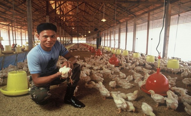 ศรีราชา จุดกำเนิดการสร้างอาชีพที่ยั่งยืนแก่เกษตรกรของซีพีเอฟ