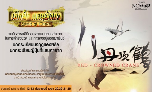 The Red Crowned Crane : เปิดเผ่าพันธุ์นกกระเรียนมงกุฎแดง 