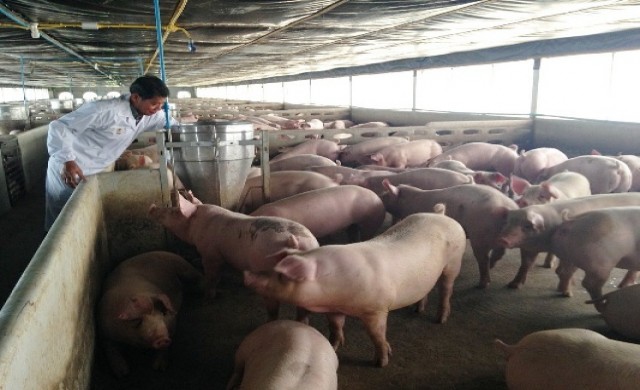 ตามดู “ประชุมฟาร์ม” เลี้ยงหมูปลอดสารในฟาร์มรักษ์สิ่งแวดล้อม 